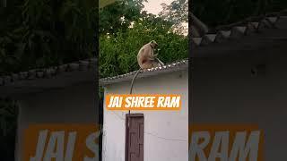Bolo jai shree ram #ramayan #hindu #youtubeshorts #youtube #india #shorts #viral #feed