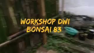 Dwi bonsai 83