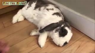 Bunny doesn't want to wake up