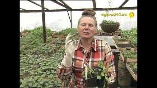 Определение качества грунта посевом редиса. Безошибочно и просто!
