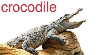 Amazing Crocodile Facts You Won't Believe | Animal Hub"