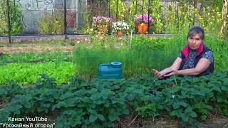 УХОД ЗА КЛУБНИКОЙ ОСЕНЬЮ! ВАЖНО СДЕЛАТЬ ЭТО СЕЙЧАС ДЛЯ УВЕЛИЧЕНИЯ УРОЖАЯ!