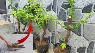 Propagation of bougainvillea from large branches |Growing bougainvillea from branches|100% success