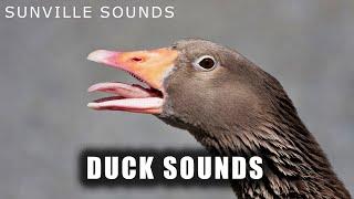 Duck Sounds | Animal Sounds with Peter Baeten