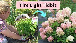 Planting 3 Fire Light Tidbit Hydrangeas & How to Care for Them