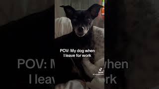 My dog has major #fomo #dog #dogmom #fyp #funny #worklife #lol