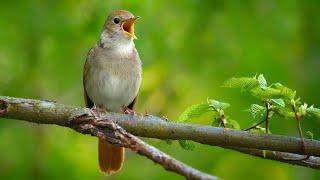 Nightingale singing ~ The best bird song in the world ~ Luscinia megarhynchos