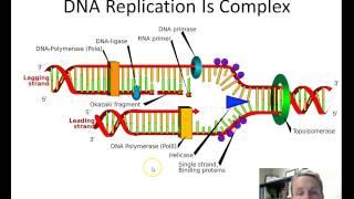 DNA Replication