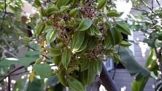 How to grow starfruit in the desert! Winter fruit guys!