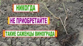  Никогда не покупайте ТАКИЕ САЖЕНЦЫ ВИНОГРАДА! На что нужно ОБРАТИТЬ ВНИМАНИЕ при покупке!