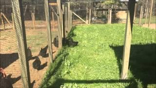 Greenfire Farms: Video of Pen Rotation