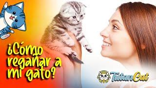 ¿Cómo regañar a un gato correctamente?