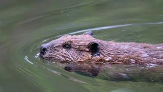 Close Encounters with Beavers at Chena Hot Springs Resort