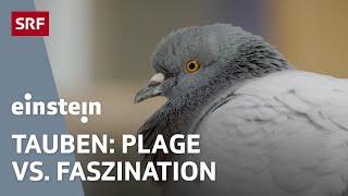 Ratten der Lüfte – warum wir Tauben unterschätzen, hassen oder vergöttern | Einstein | SRF Wissen