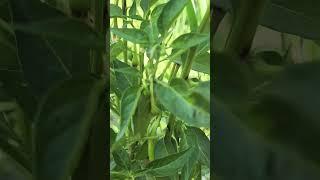 how to grow organic veg #farming #farming101 #organicfood #nature #organicproduce