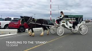 A Spring Shift with Dolly at Victoria Carriage Tours