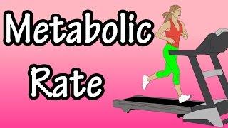 Metabolic Rate - What Is Metabolic Rate - Basal Metabolic Rate - How Many Calories Burned In A Day