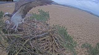 Enthusiastic nest building at #FoulshawOspreys 2024