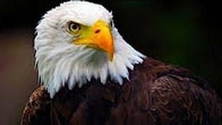 Documentales El águila cazando real Americana Documental de animales discovery channel HD - ric Pro