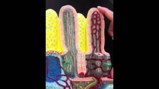 Ileum part model villi