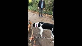 Try Not To Laugh - Funny Dogs TikTok Compilation- Best Dog Videos