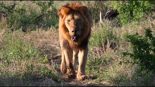 Here Comes Red Road Male Lion!