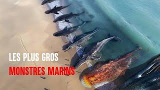 Lesquels de ces animaux marins sont dangereux pour l'homme ?