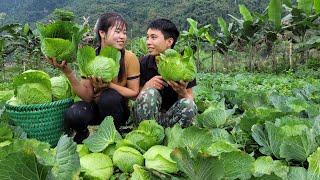 FULL VIDEO: 30 days Dần warm care for Linh - A cherished memory. Agricultural harvest | Linh's Life