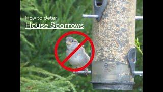 How to prevent HOUSE SPARROWS from swarming your bird feeder this winter! - Full Narrated Guide