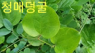 산야초 공부----)공부는 이렇게00055