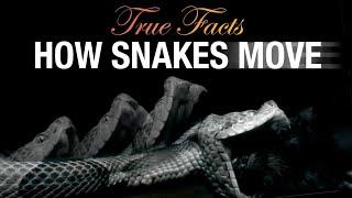 True Facts: How Snakes Move