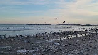 Revere Beach Gulls