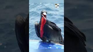 The Magnificent Frigate Bird – Nature’s Aerial Pirate!#FrigateBird #Wildlife #BirdsOfTheWorld#Nature