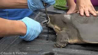 Removing a fish hook from the a Pelochely cantorii