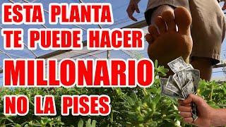 Planta que pisas y que pondrían hacerte ganar mucho dinero