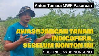 PROSES DAN PROBLEM TANAM INDIGOFERA SEBAGAI BANK PAKAN||MR. WEDHOS FARM PASURUAN