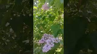 сирень