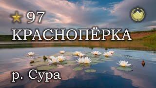  р. Сура  Краснопёрка  Русская рыбалка 4 