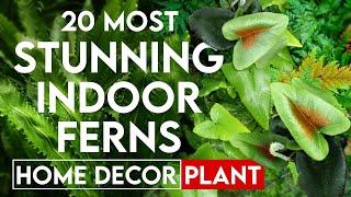 20 most stunning ferns to grow indoors | beautiful indoor ferns | best indoor plants for home