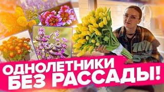 ОДНОЛЕТНИЕ ЦВЕТЫ БЕЗ РАССАДЫ. Что посеять сразу в грунт?