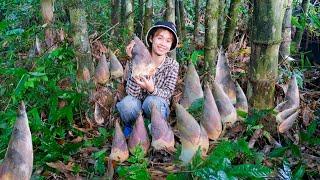 Harvesting giant bamboo shoots | Make delicious sour bamboo shoots in the traditional way