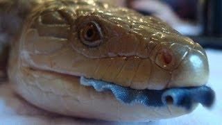 San Diego Zoo Kids - Blue Tongued Skink