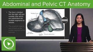 Normal Abdominal & Pelvic CT Anatomy: Algorithm – Radiology | Lecturio