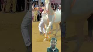 Horse  dance Pushkar fair ️ very beautiful #shortvideo #cute #viralvideo