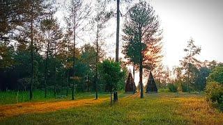 Pine Forest Peaceful Atmosphere Wildlife Sounds, Bird Chirping, Crickets Sounds Original Nature