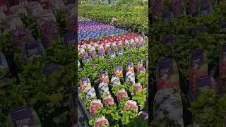 Гортензия крупнолистная. Саженцы из Европы. Продажа