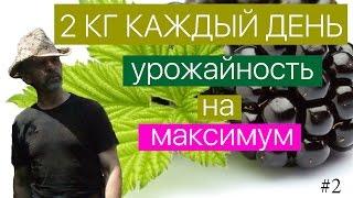 ЕЖЕВИКА / настраиваемся на рекордный урожай.  Ежевика ягода - 2й этап развития