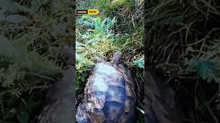 Turtle in Tbilisige  #nature #georgia #georgia4k #wildlife #animals #shorts #short #turtle #youtube