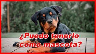 NO tengas un ROTTWEILER sin ver este VIDEO  características y curiosidades