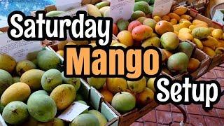A Look at our Saturday Mango Setup!